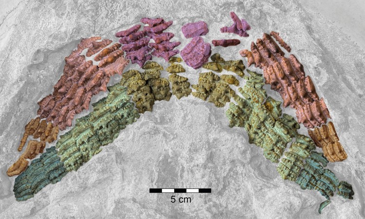 Spektakularno otkriće: 150 miliona godina star fosil ajkule