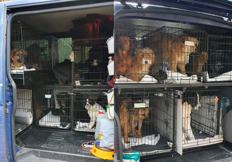 U Njemačkoj presreten konvoj sa psima iz BiH