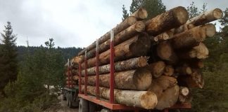 Drvni sektor BiH nastavio trend rasta izvoza i u prva dva mjeseca ove godine