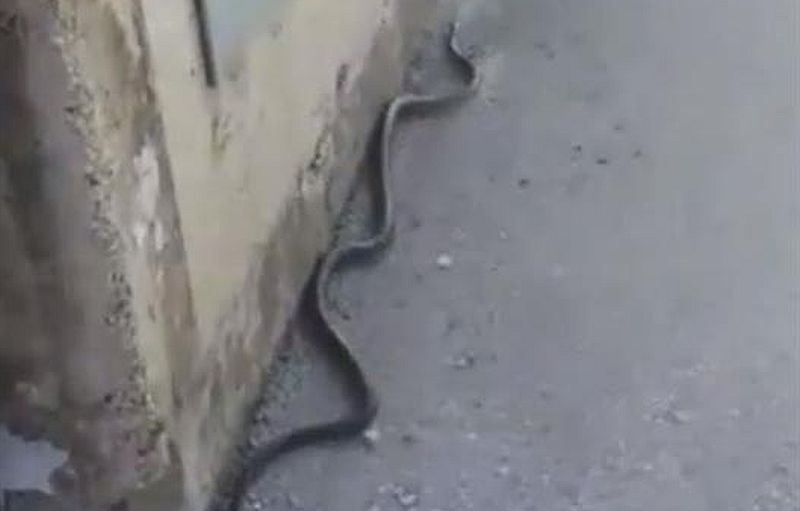 Mostarski vatrogasci intervenirali zbog zmije u stanu