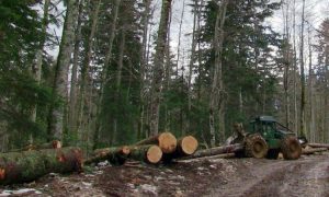 Povećanje proizvodnje i prodaje šumskih sortimenata u FBiH