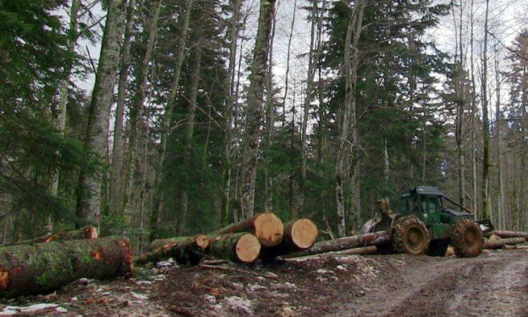 Povećanje proizvodnje i prodaje šumskih sortimenata u FBiH
