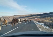 Na putu Livno-Šuica učestali izlasci divljih konja na kolovoz