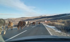 Na putu Livno-Šuica učestali izlasci divljih konja na kolovoz