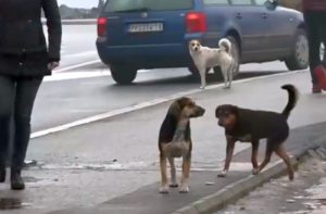 Travnik ima velikih problema sa psima lutalicama