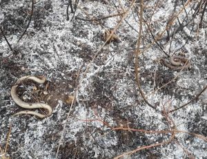 Vatrogasci pored bitke sa požarom naišli i na zmije