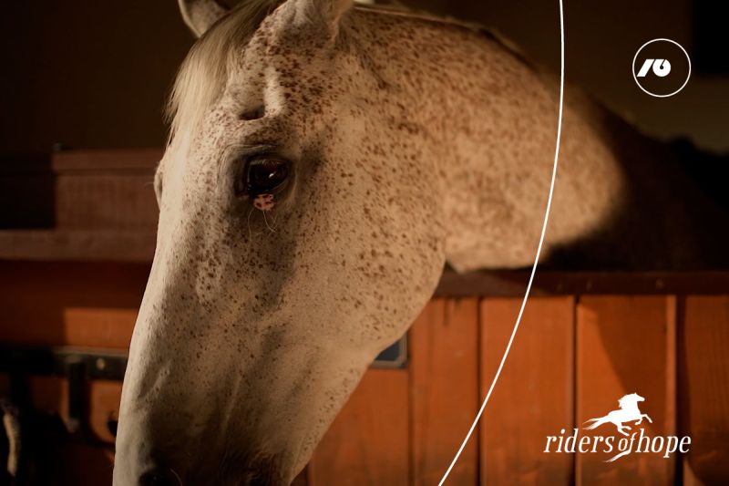 Konj koji liječi uz vas može dati i više od sebe