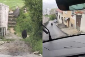 Divlje životinje su sve češće u urbanim sredinama: Šta očekivati?