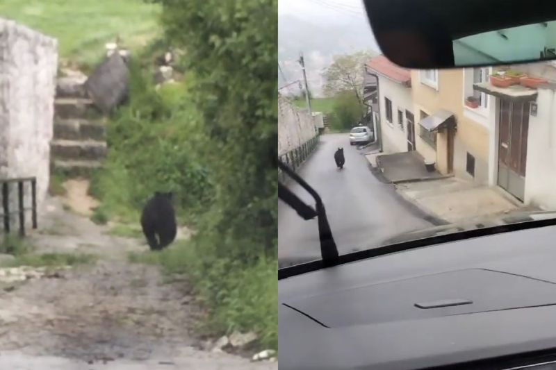 Divlje životinje su sve češće u urbanim sredinama: Šta očekivati?