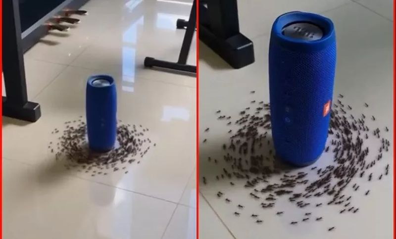 Mravi kružili oko zvučnika uz legendarni hit AC/DC (VIDEO)