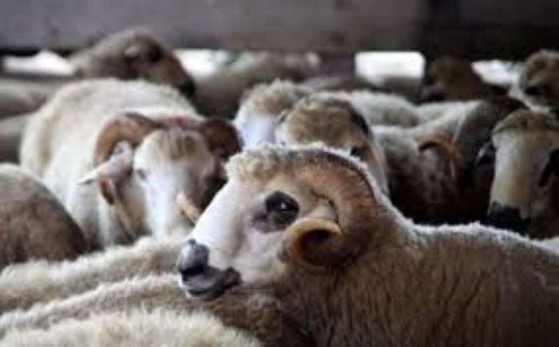 Islamska zajednica u BiH: Utvrđena cijena kurbana za 2024. godinu