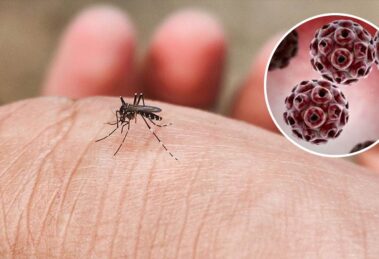 Virus Zapadnog Nila ponovo u fokusu: Kako se zaštititi i kada potražiti pomoć