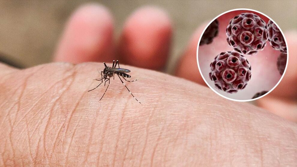 Virus Zapadnog Nila ponovo u fokusu: Kako se zaštititi i kada potražiti pomoć